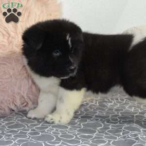 Ranger, Akita Puppy